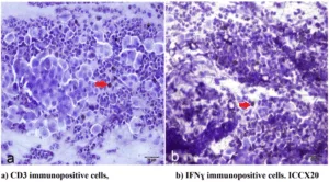 Figure 1:The image of epithelial cells recovered from the endometrium via cytobrush.