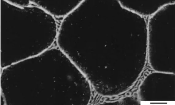 Fig. 1 FE-SEM micrograph of the eutectic phase formed in the AM50- 1.72 mass%Ca die-cast alloy