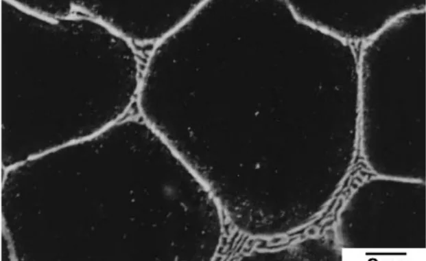Fig. 1 FE-SEM micrograph of the eutectic phase formed in the AM50- 1.72 mass%Ca die-cast alloy