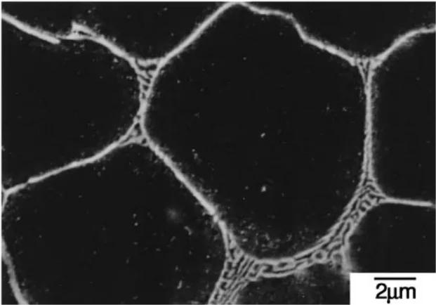 Fig. 1 FE-SEM micrograph of the eutectic phase formed in the AM50- 1.72 mass%Ca die-cast alloy