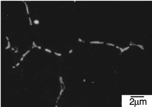 Fig. 2 FE-SEM micrograph of the eutectic phase in the AM50-
1.72 mass%Ca die-cast alloy homogenized at 673 K for 36 ks.