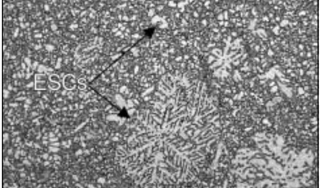Figure 10: Optical micrograph from an industrially produced HPDC AM60 instrument panel. Etched microstructure: The large white particles are ESCs, whilst the gray structure is the fine grained matrix.