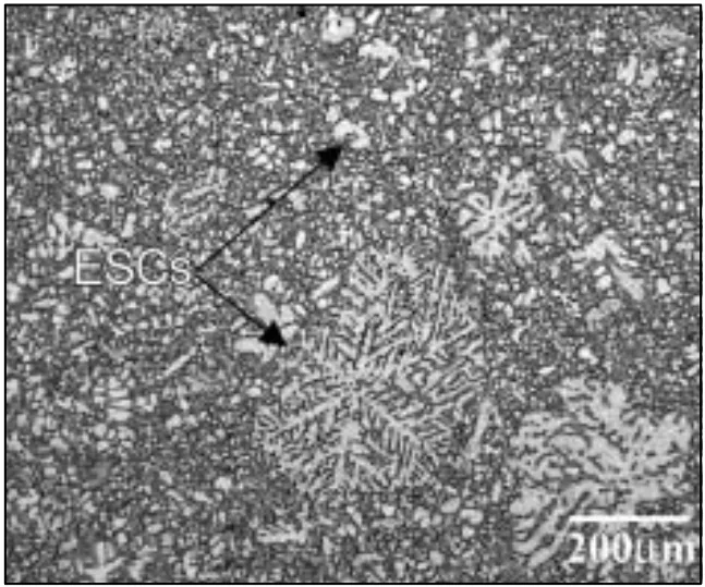 Figure 10: Optical micrograph from an industrially produced HPDC AM60 instrument panel. Etched microstructure: The large white particles are ESCs, whilst the gray structure is the fine grained matrix.