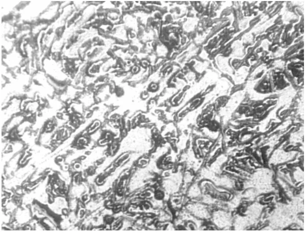 Fig. 2. Micrograph of Al-8%Si Alloy Sand Cast at a Pouring Temperature of 700o C (x125); white patches are primary α while dark patches are eutectic, α + Si.