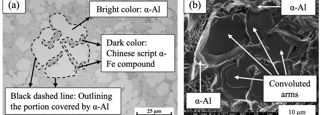 Fig. 19—Appearance of Chinese script a-Fe compound in: (a) OM image of an as-cast part, and (b) SEM image of a tensile tested part.