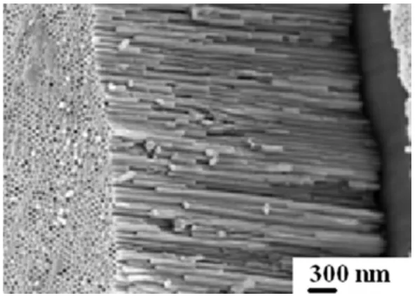 Fig. 3. Cross-section SEM image of the Pb-Sn alloy nanowires in a
high-density array structure