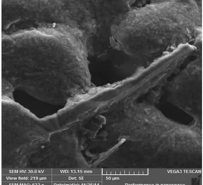 Fig. 1 Interdendritic spaces of the AlSi12NiMgCu alloy filled with rough phases Al5FeSi (Fe content 0.82 [wt. %]) [9]