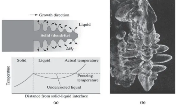 Fig.1: (a) If the liquid is under-cooled, a protuberance on the solid-liquid interface may grow rapidly as a dendrite. (b) Scanning electron micrograph of dendrites in steel.