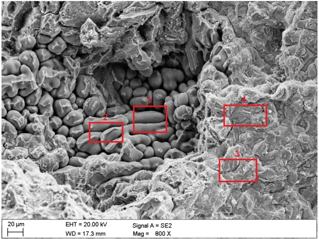 Fig 9. Fracture of the ingot cast with an average speed of 30 mm/min
(marked EDS analysis area)