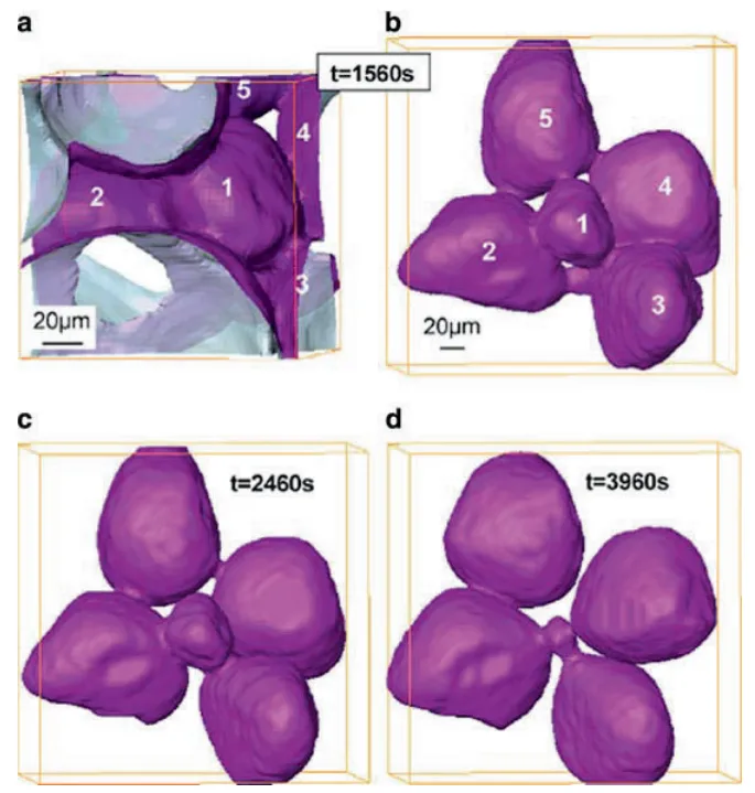 Fig. 3.4 Observations of neck representative of trend with unequal sized particles