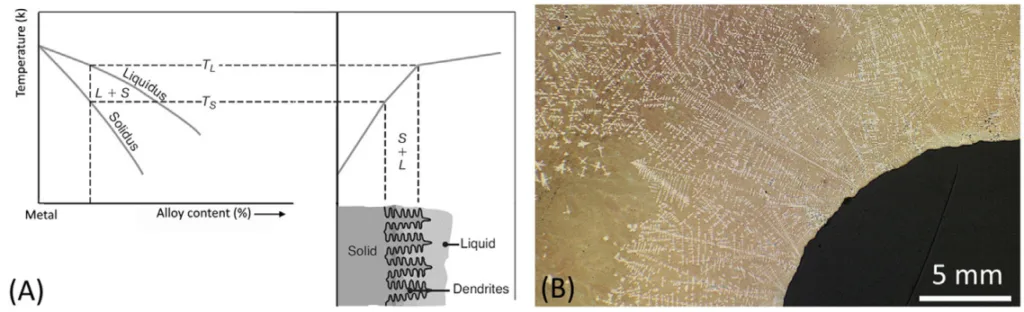Figure 3.2 (A) Illustration of solidification and temperature distribution in the solidifying
metal and (B) a well-developed dendritic structures casting.